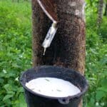 Rubber Tree tapping Frequently asked questions about balloons